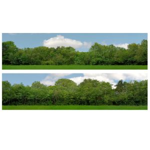 Just Trees 15Inch id Backscenes